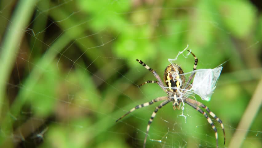 Silent Capture: Wasp Spider at Work