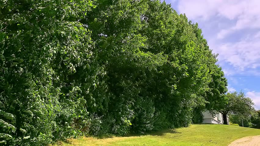 Strong winds are shaking the trees in the yard.