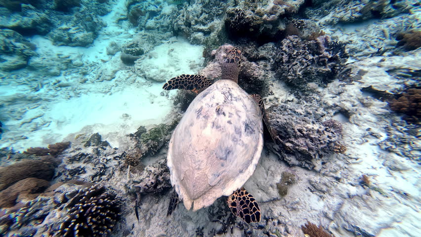 Turtle swimming underwater peacefully getting captured by scuba diver in Turtle Paradise of Indonesia.
