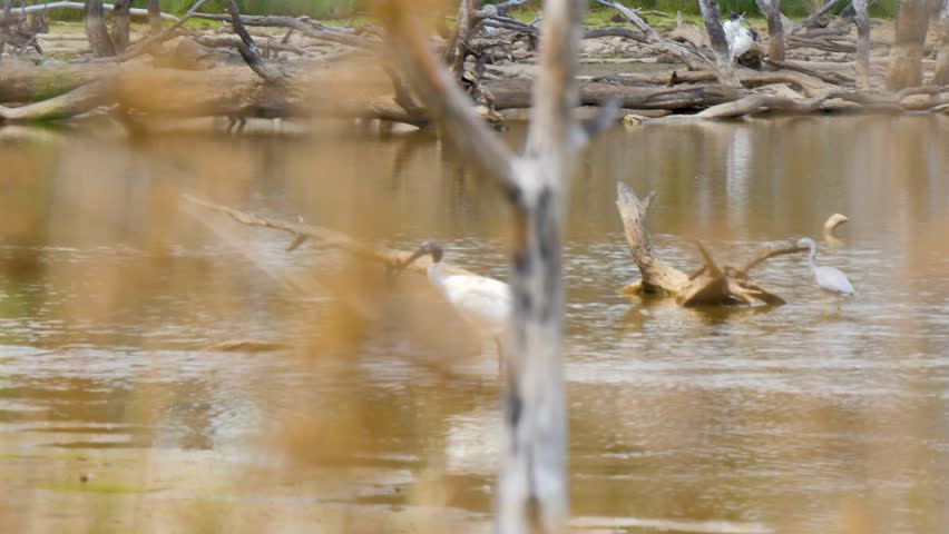 Black and white bird on wetlands