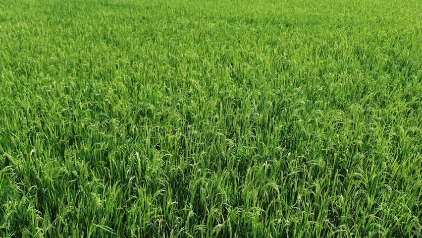 Aerial Drone View of Green Rice Fields Landscape in Asia. Beautiful rice fields from above, drone aerial view of Asian farmland, perfect for stock footage and nature clips.