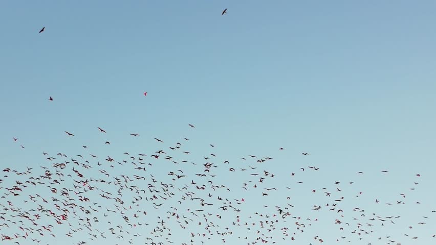 Flight Of The Scarlet Ibis At Araioses In Maranhao Brazil. Wildlife Landscape. Parnaiba Delta Waterfront. Maranhao Brazil. Sea Birds Animals. Flight Of The Scarlet Ibis At Araioses In Maranhao.