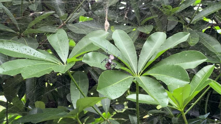 Nature in action — a spider is feeding on its prey while suspended in its web. The lush green leaves in the background contrast with the rawness of the feeding moment.