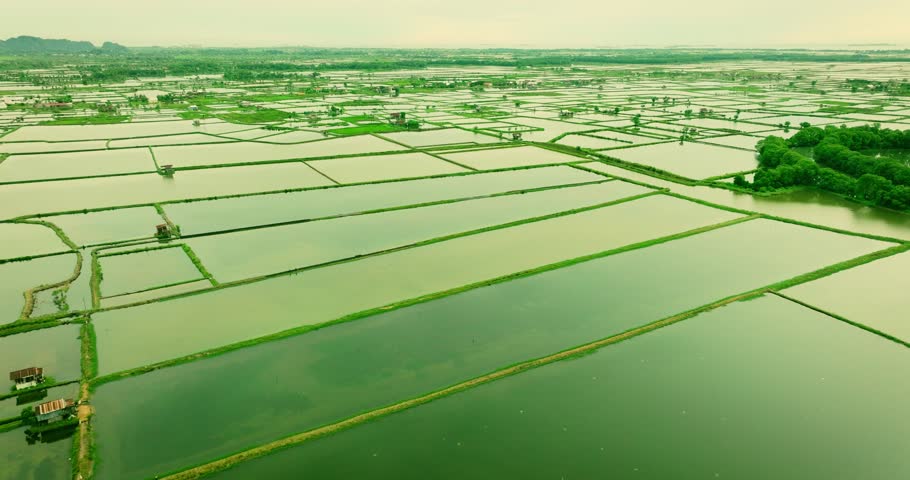 Wide aerial shot of large-scale aquaculture ponds adjacent to tropical beach. Commercial farming.