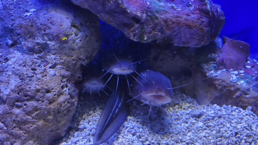 Underwater view of catfish living in an aquarium.