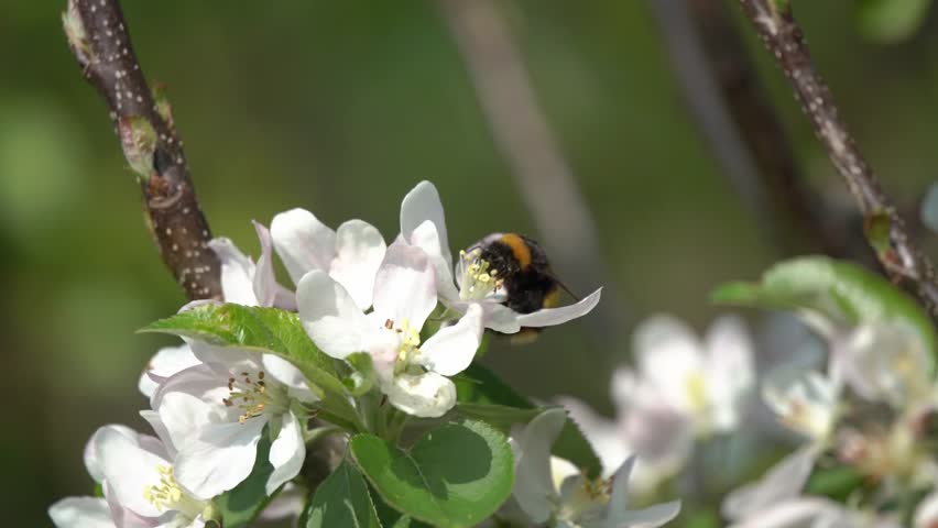 Buff-tailed bumblebee (Bombus terrestris) a bee flying insect found in the UK and Europe which has yellow bands across its abdomen and a white tail, wildlife nature stock video footage clip