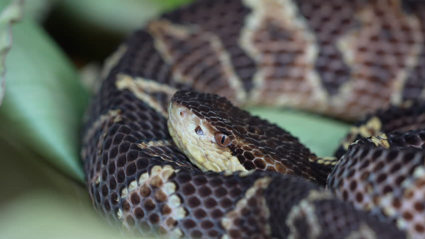Costa Rican Jumping Viper flicking tongue in slow motion