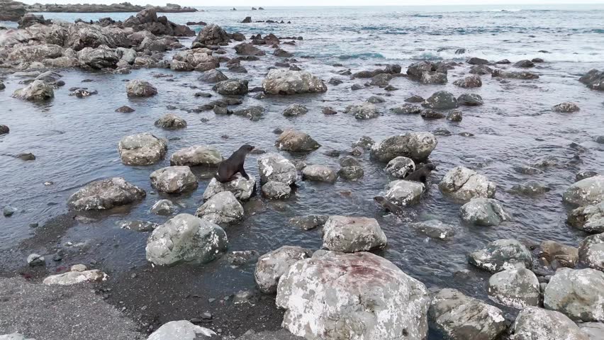 Fur seals jump on rocks and swim near the rocky shore among the ocean waves. New Zealand. 