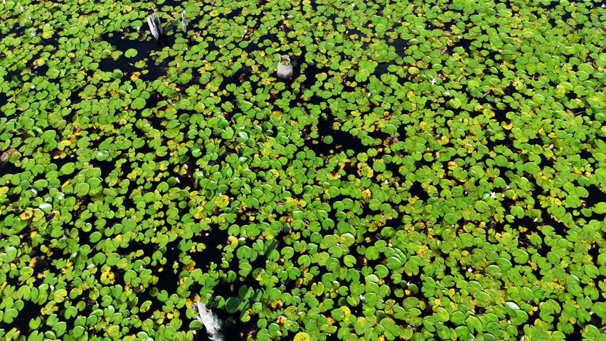 Aerial tilt up of den rock park swamp lake in Lawrence, Massachusetts. Sunny day in summer season. Pure nature of America.