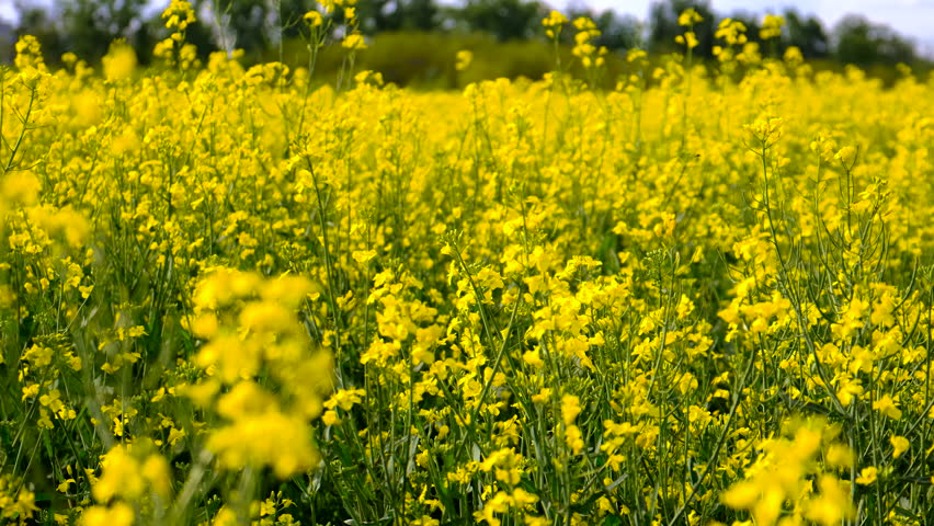 Mustard field blooming yellow. Selective focus.