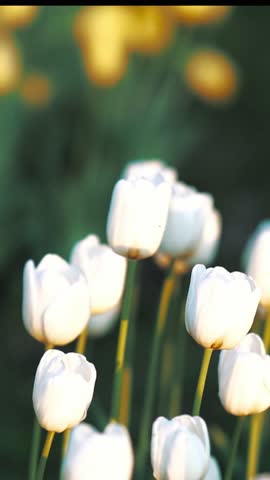 White Tulips Blooming – Soft Light on Spring Garden Flowers