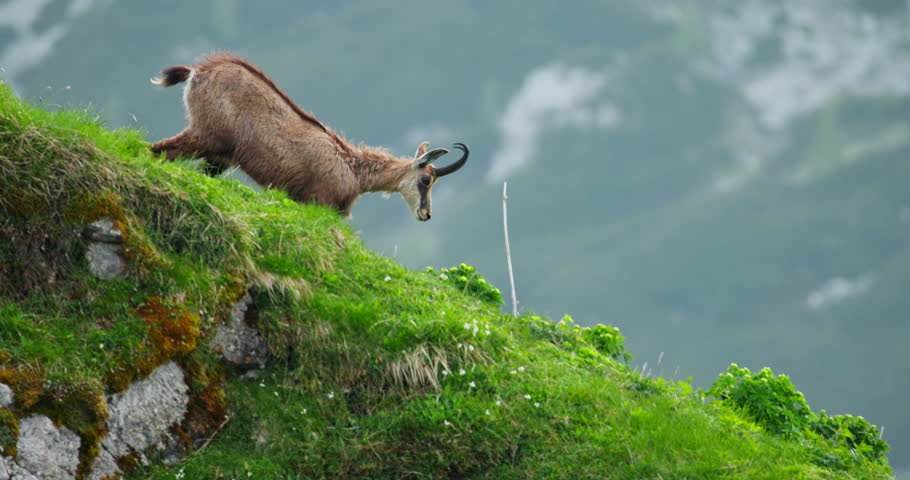 Wild alpine ibex carefully descending steep hillside in Slovenia’s Julian Alps