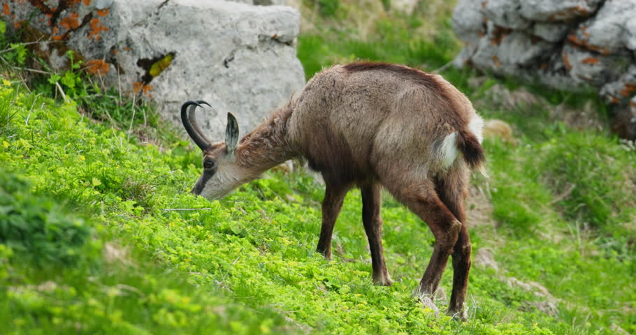 Solitary female ibex in Slovenia's Julian Alps surrounded by lush summer nature