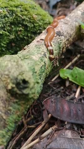Hammerhead worm (Bipalium sp.). Bright yellow-brown in color, crawling walking on wood.