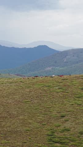Majestic wild horses gallop across open mountain terrain with morning light casting long shadows. A symbol of untamed nature, freedom, and raw beauty.