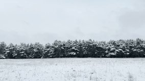 Winter pine forest covered in snow, Frost-covered trees in rural landscape, Stunning winter landscape with snow, Snow-covered evergreens in natural setting, Beautiful frozen forest scenery, Winter - Powered by Shutterstock - Get 15% off with code: PIKWIZARD15