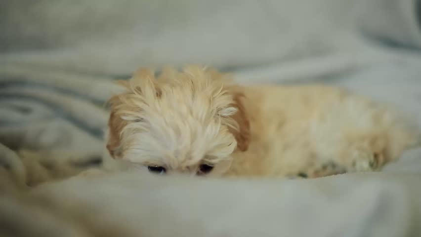 Cute small puppy relaxing on soft blanket in cozy indoor setting