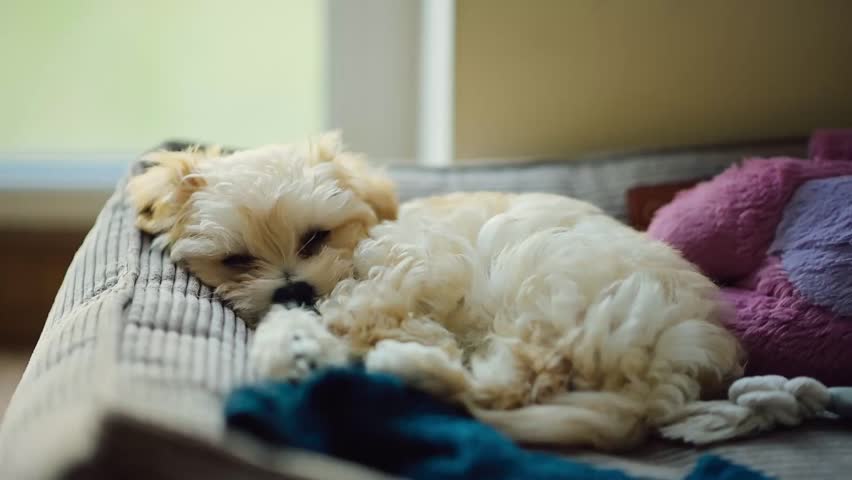 Cute puppy sleeping peacefully on a cozy bed with soft toys nearby in a bright room