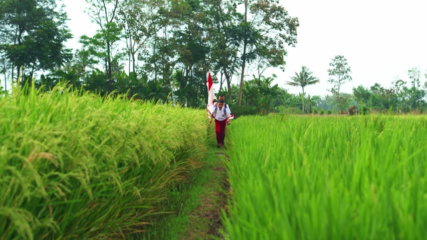 Young Indonesian Boys In School Uniform Joyfully Runs Through Green Rice Field While Holding The Indonesian Flags