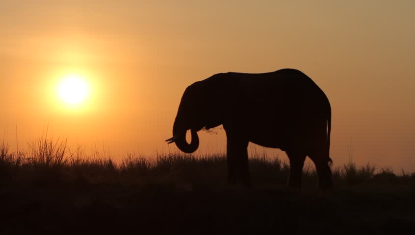 A silhouetted elephant  eating in the field at sunset dolly shot. 