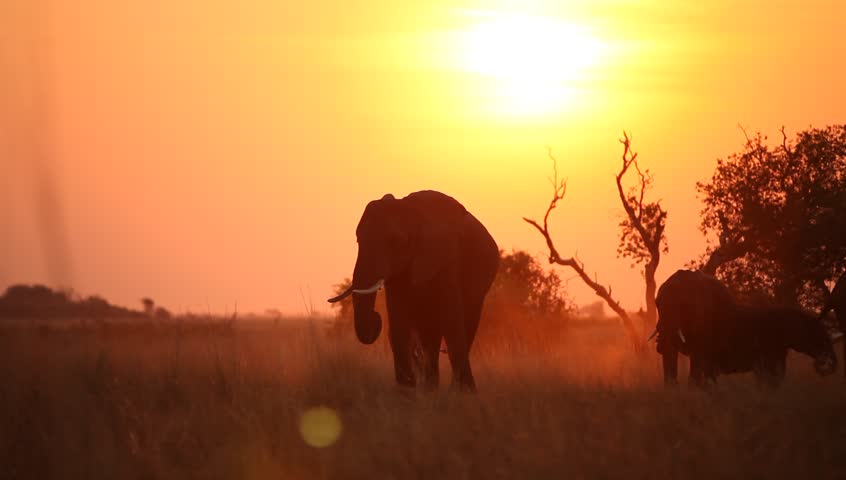 A pan shot of a herd of elephant  eating in the silhouetted sunset.
