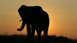 Silhouetted African elephant eating and blocking out the sun. 