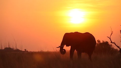 A silhouetted elephant eating at sunset