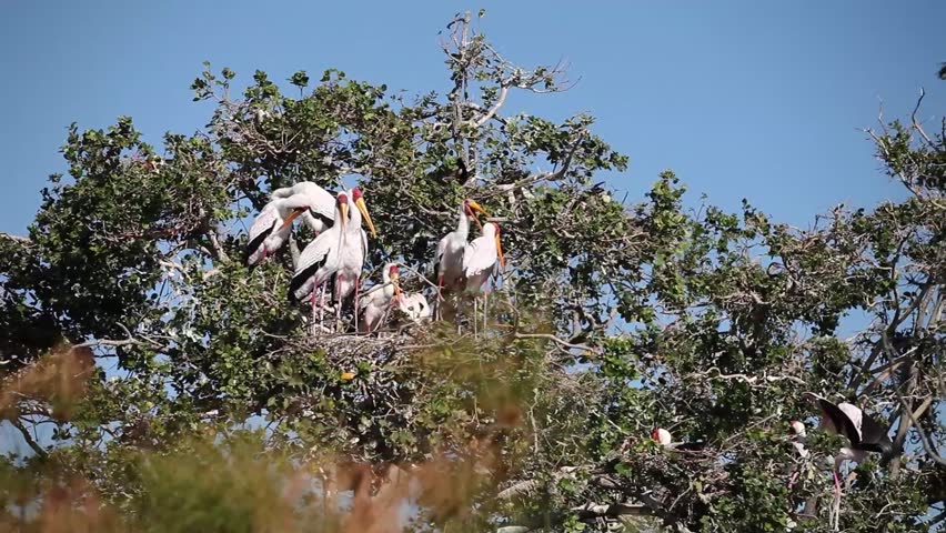 A tracking shot of a flock of yellow billed stocks standing in a tree.