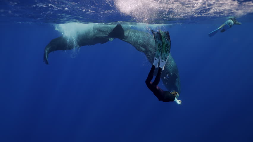 Underwater freediver and sperm whale. Two species meet in deep. Sperm whale and diver meet in open ocean under strict ethical guidelines. Responsible eco-tourism supports marine protection education.