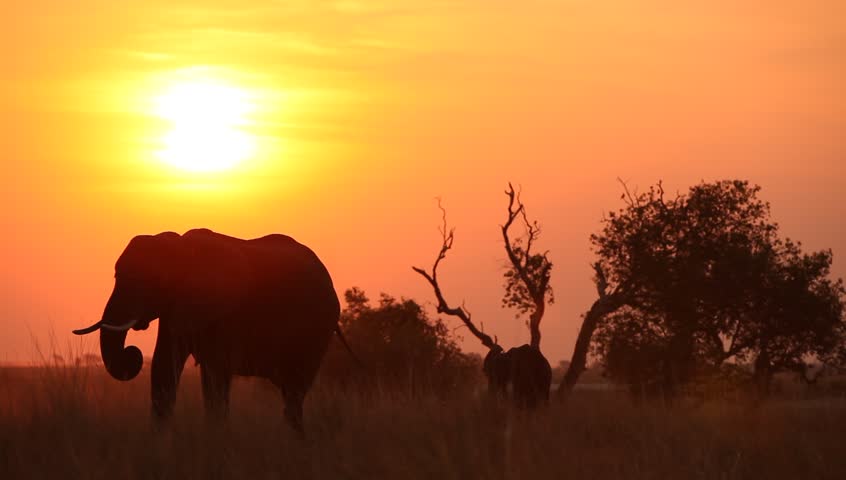 African landscape with elephant and it's calf eating in field silhouetted at