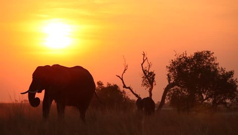 African landscape with elephant and it's calf eating in field silhouetted at sunset. 