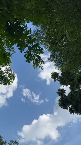 Overhead shot of the sky on a sunny day and surrounded by trees, vertical video.