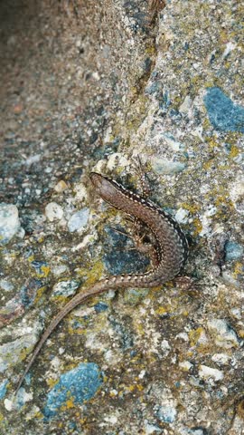 Lizard. close-up. an ordinary, small brown lizard is basking in the sun, sitting on a stone, next to some kind of tunnel. common garden reptile. summer day.