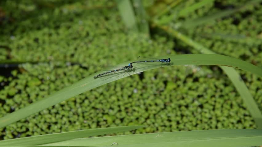 Two blue damselflies perch on a green grass blade over a duckweed-covered pond. Their delicate wings stand out against the vibrant natural backdrop.