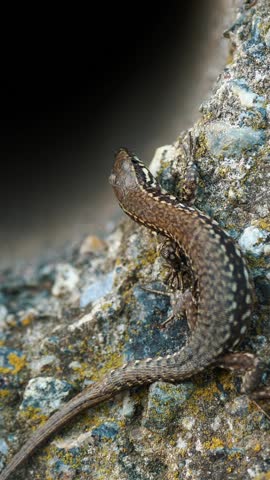 Lizard. close-up. an ordinary, small brown lizard is basking in the sun, sitting on a stone, next to some kind of tunnel. common garden reptile. summer day.
