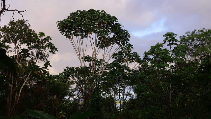 Amazon River rainforest, dense jungle vegetation, tropical trees, green canopy, natural habitat, South America, aerial view, biodiversity, wild nature, lush landscape
