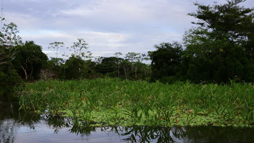Amazon River rainforest, dense jungle vegetation, tropical trees, green canopy, natural habitat, South America, aerial view, biodiversity, wild nature, lush landscape