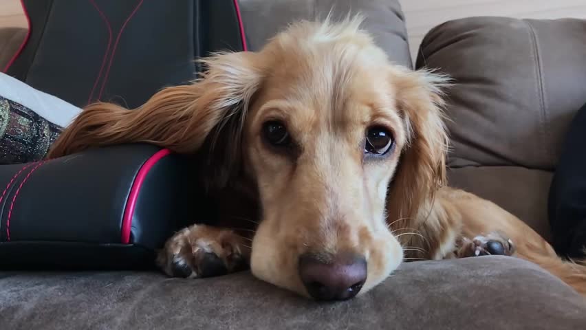 Dog is laying on a couch with its head down. The dog has a brown and white coat