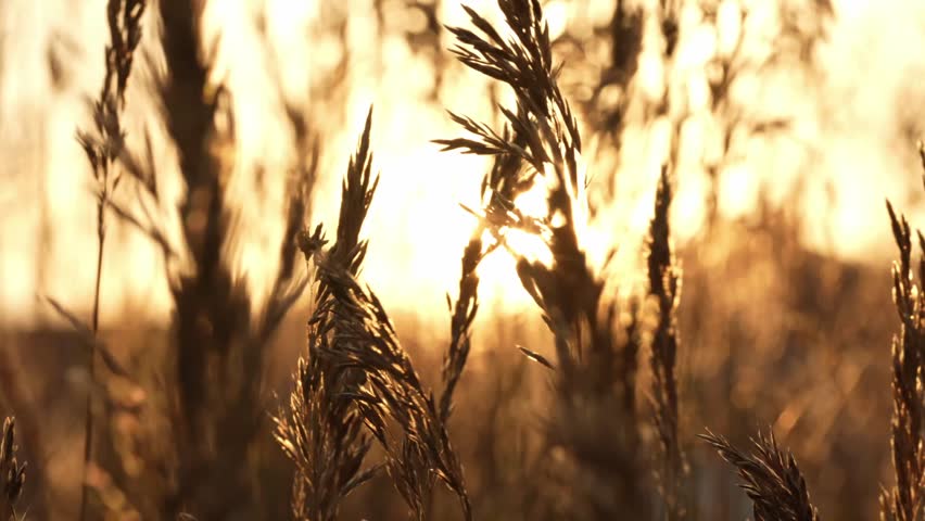 Wheat field during golden hour - Powered by Shutterstock - Get 15% off with code: PIKWIZARD15