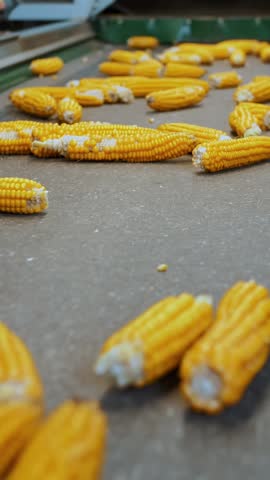 Corn cobs on conveyor belt. close-up. de-foliated corn cobs are moving on automated conveyor belt. workers control quality of raw materials. Agribusiness. Corn processing factory. Agriculture.