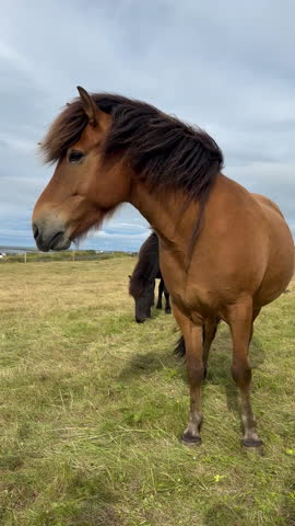 An Icelandic horse with a flowing mane standing in a field under a cloudy sky with a breeze

