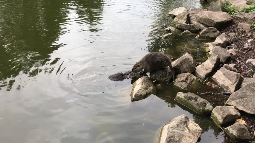 Beaver is sitting on a rock in a pond. The water is calm and the beaver is looking at something in the water