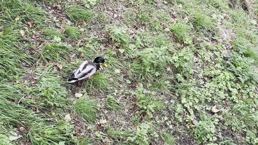 Duck is walking on a grassy field. The duck is small and brown. The grass is green and the ground is brown
