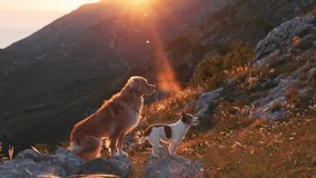 Nova Scotia Duck Tolling Retriever and Jack Russell Terrier walk together on a rocky slope during golden hour. The scene captures their movement in warm light with a mountain view. - Powered by Shutterstock - Get 15% off with code: PIKWIZARD15