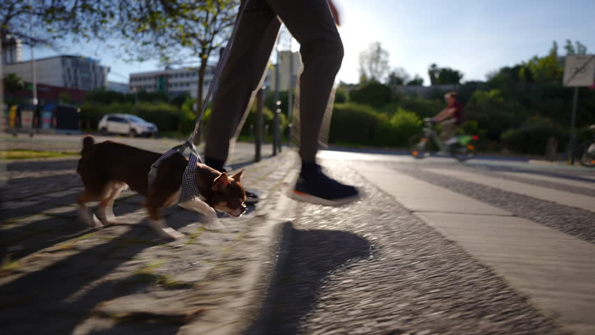 Friendly pet owner walking small brown chihuahua along urban sidewalk during bright sunny afternoon, enjoying outdoor companionship and leisurely stroll through city neighborhood