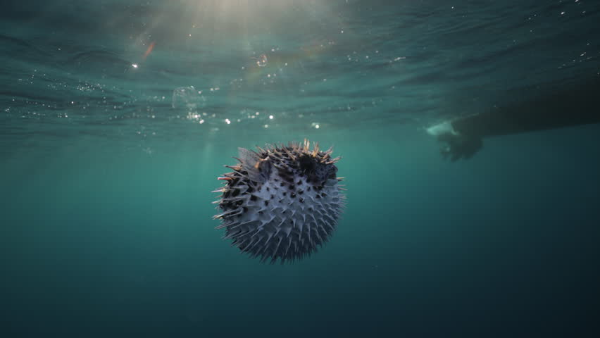 Underwater close-up of porcupine fish swimming calmly in its natural habitat. The detailed shot highlights unique spines, textured skin, and curious expression in the clear blue ocean. Marine animals