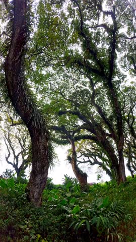 The Rain Tree in Banyuwangi is one of the attractive natural icons and has aesthetic and historical value in the area.