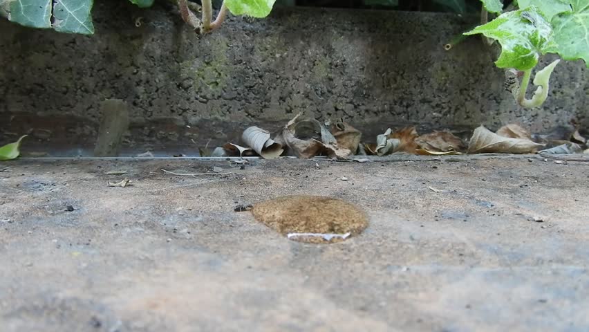 Busy ants collecting and drinking sugar juice for their nest. A lot of movement from other ant colonies and insects on this spot in the garden too. All in timelapse.