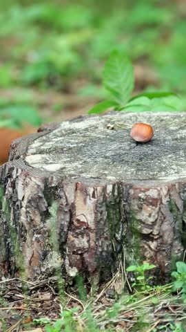 A curious red squirrel jumps on a tree stump and grabs a hazelnut. An animal eats food in the wild. A rodent in the wild. Close-up.