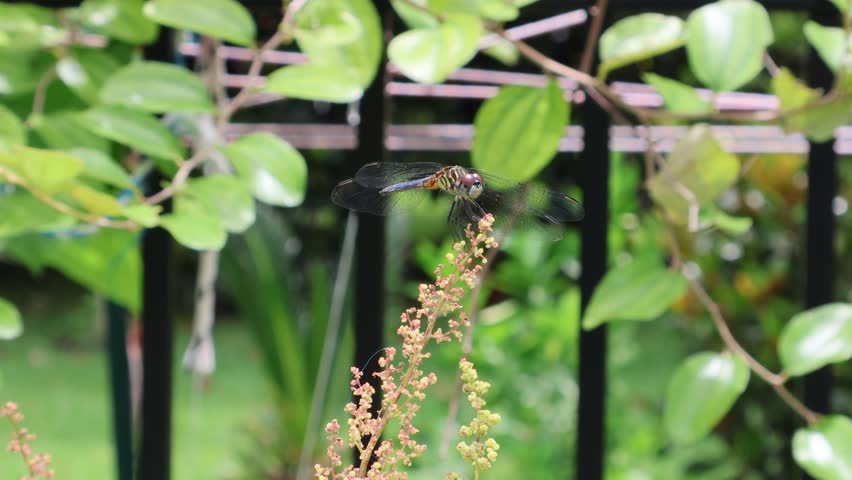 Part 1: A vibrant blue dasher dragonfly (Pachydiplax longipennis) rests gracefully on the flowering tip of a Tree Spinach plant (Chenopodium giganteum). Florida, June 14, 2025
